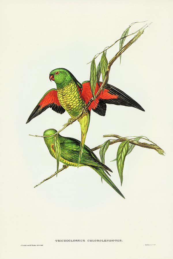 John Gould Drawing - Scaly-breasted Lorikeet, Trichoglossus chlorolepidotus by John Gould