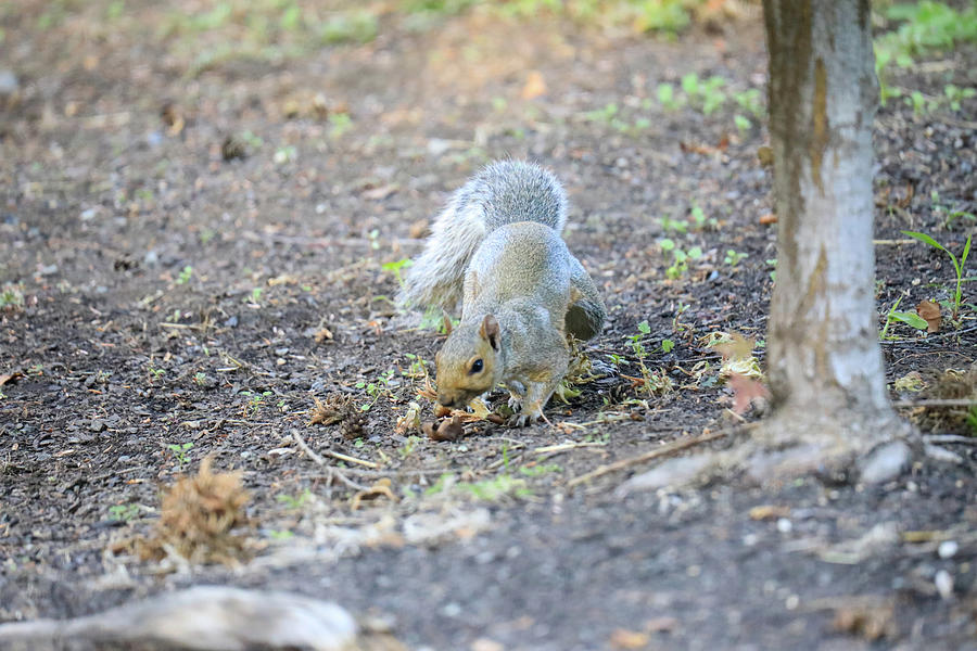 Scampering Squirrel Photograph