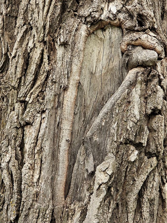 Scar in the Bark Photograph by Amanda R Wright
