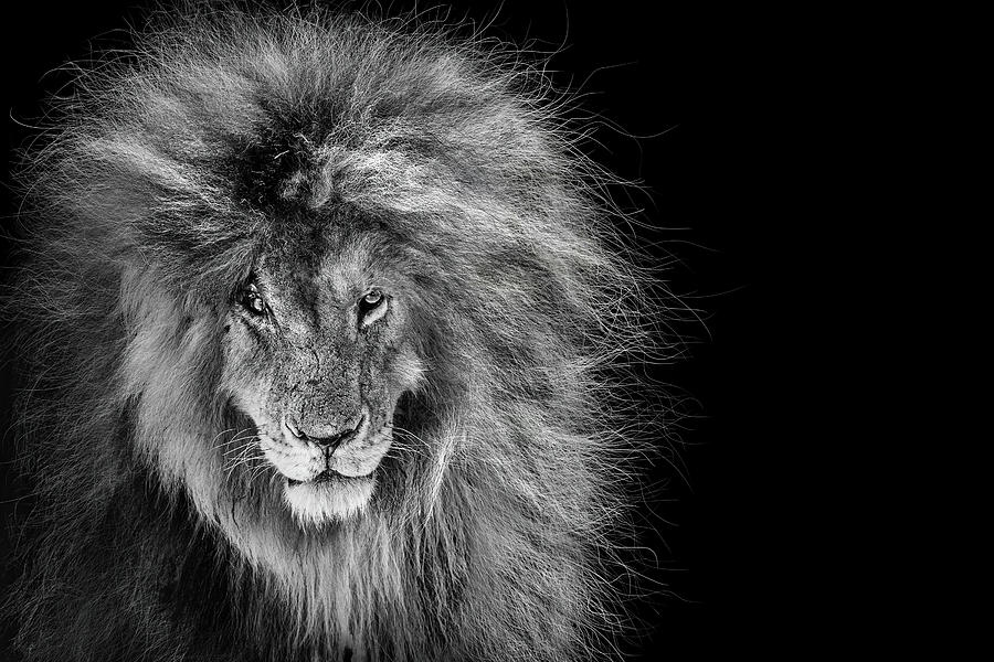 Scar The African Lion Legend Photograph by Good Focused