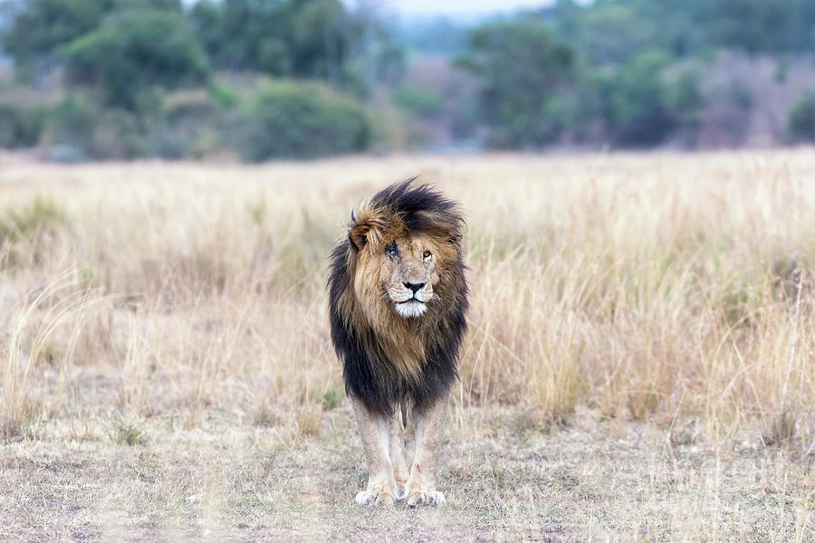 Scar the lion staning in the long grass of the Masai mara Photograph by Jane Rix