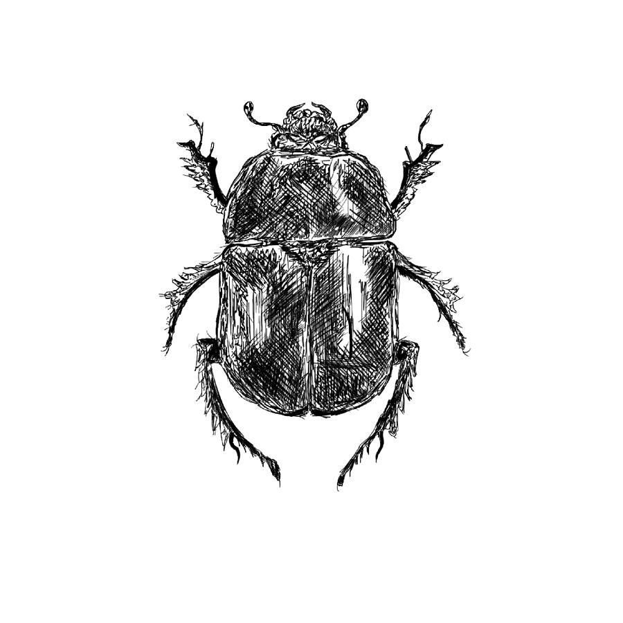 Scarab Beetle Digital Art by Laura Kelly - Fine Art America