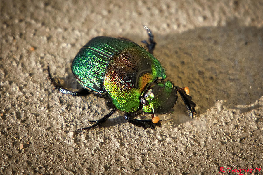 Scarab Beetle Photograph by Rene Vasquez