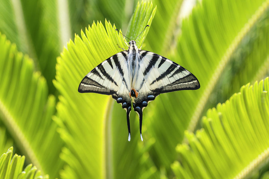 Scarce swallowtail butterfly Photograph by Pietro Ebner