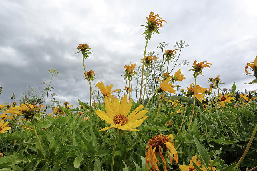 Scarecrow Daisy by David Andersen Scarecrow Daisy by David Andersen