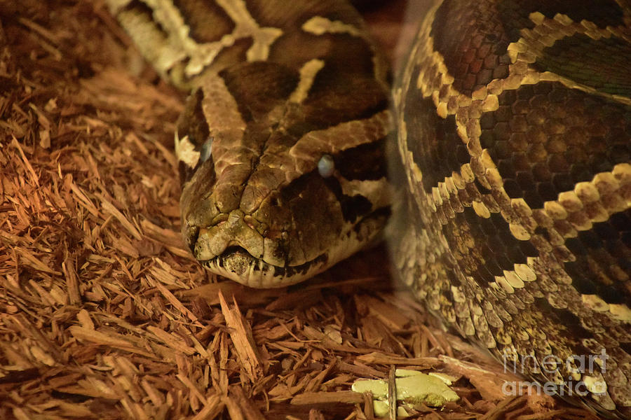 Scarey Looking Python Snake Coiled Up on the Ground Photograph by ...