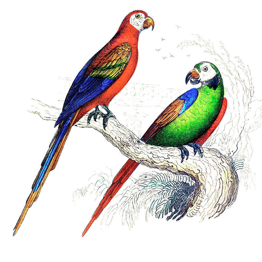 John James Audubon Drawing - Scarlet and Green Macaw by Georges-Louis Leclerc Buffon