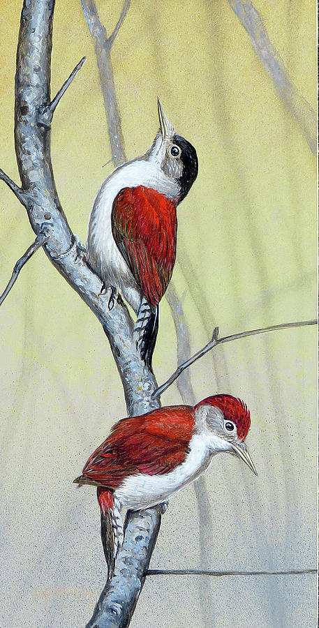 Scarlet-backed Woodpecker Painting by Barry Kent MacKay