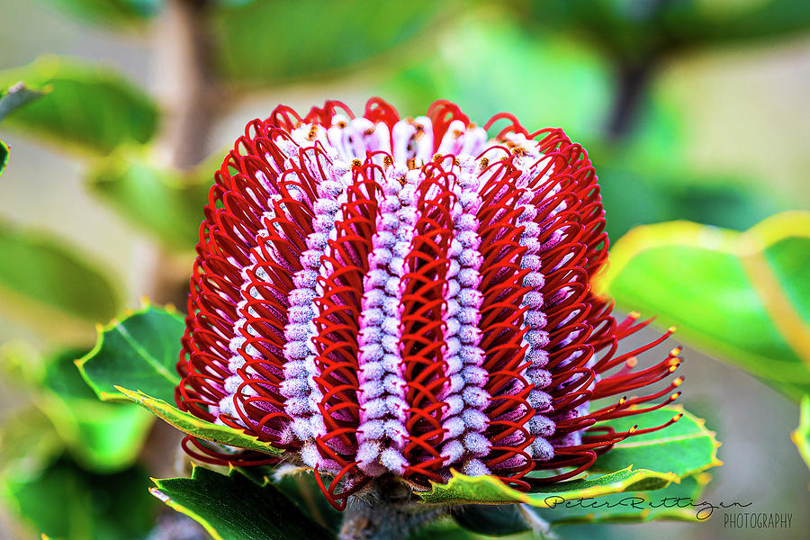 Scarlet Banksia Photograph by Peter Rattigan - Pixels