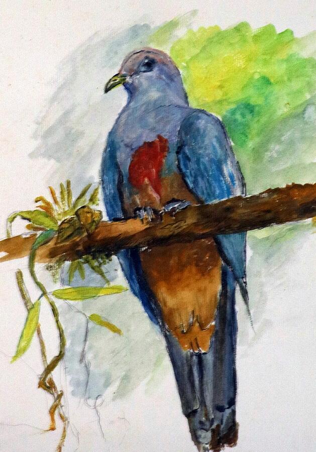 Scarlet-breasted Fruit-dove Painting by Jason Sentuf