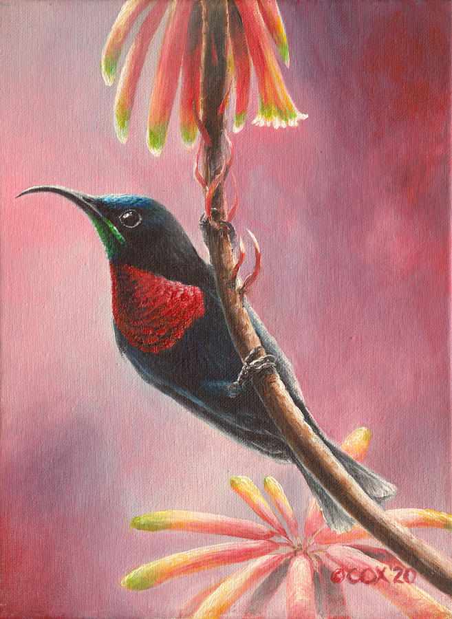 Scarlet-chested Sunbird Painting by Christopher Cox