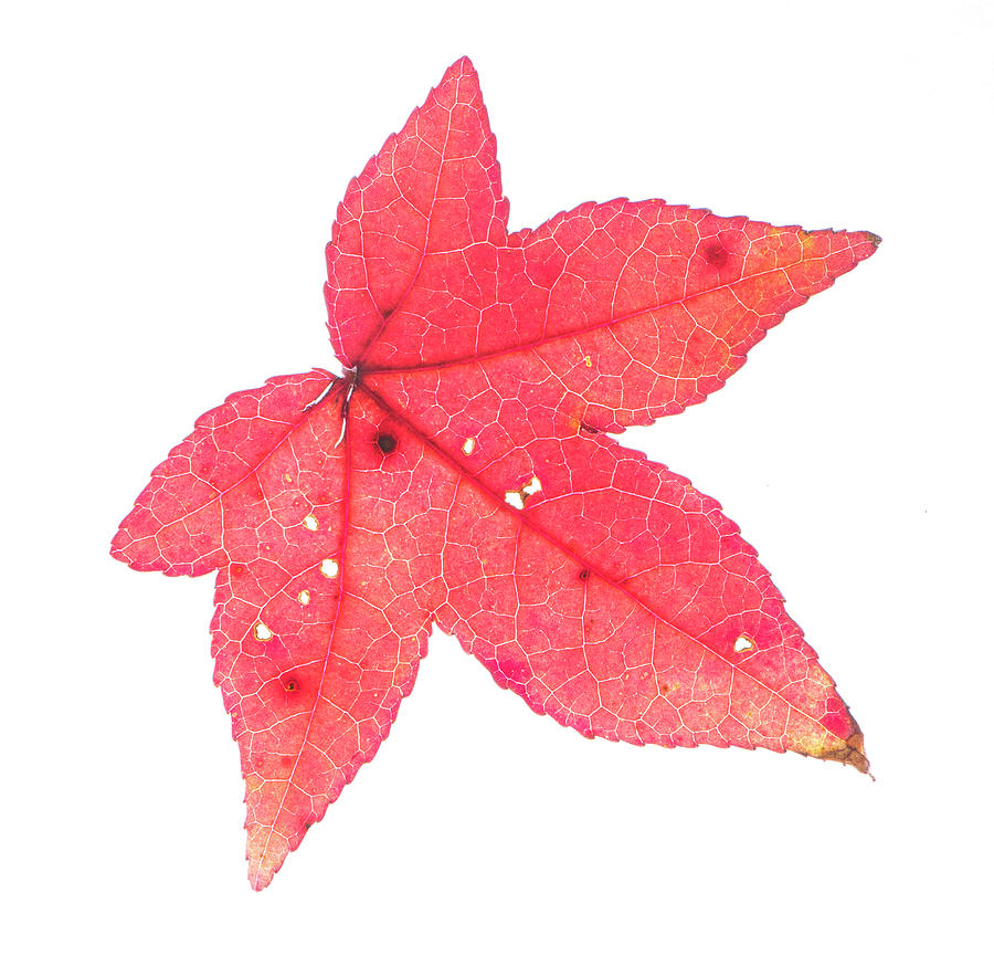 Autumn Photograph - Scarlet Fall Leaf by Karen Rispin