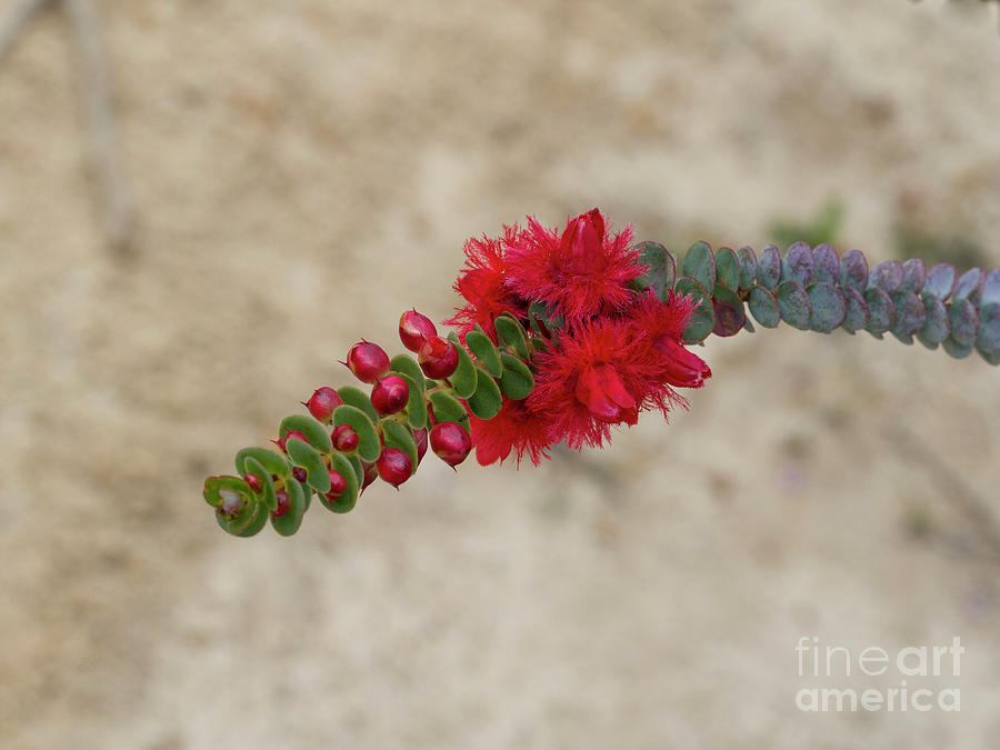 Scarlet Feather Flower - Verticordia grandis Photograph by Elaine Teague