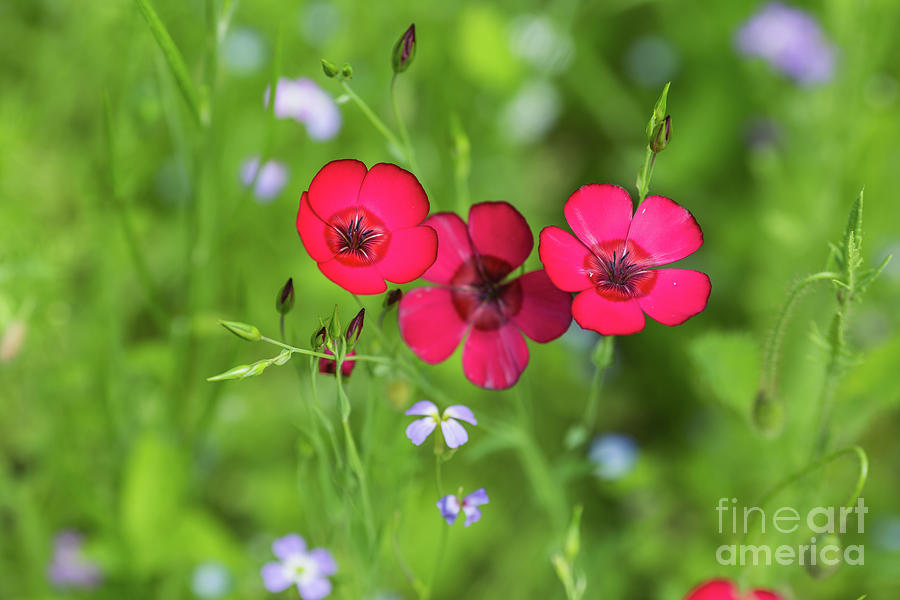 Scarlet Flax Photograph by Eva Lechner