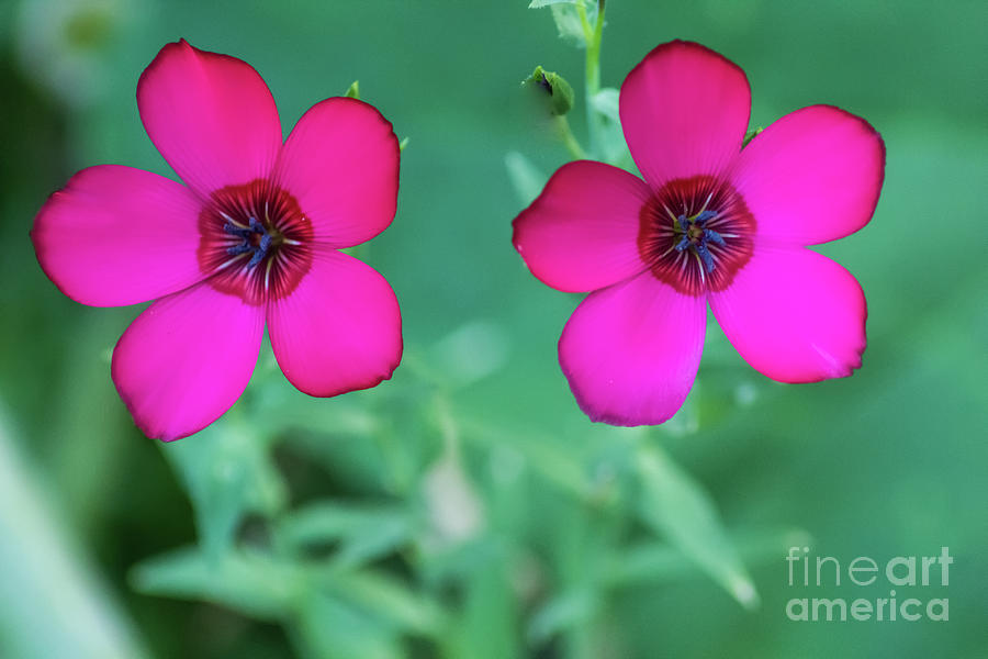Scarlet Flax Wildflowers Photograph by Suzanne Luft