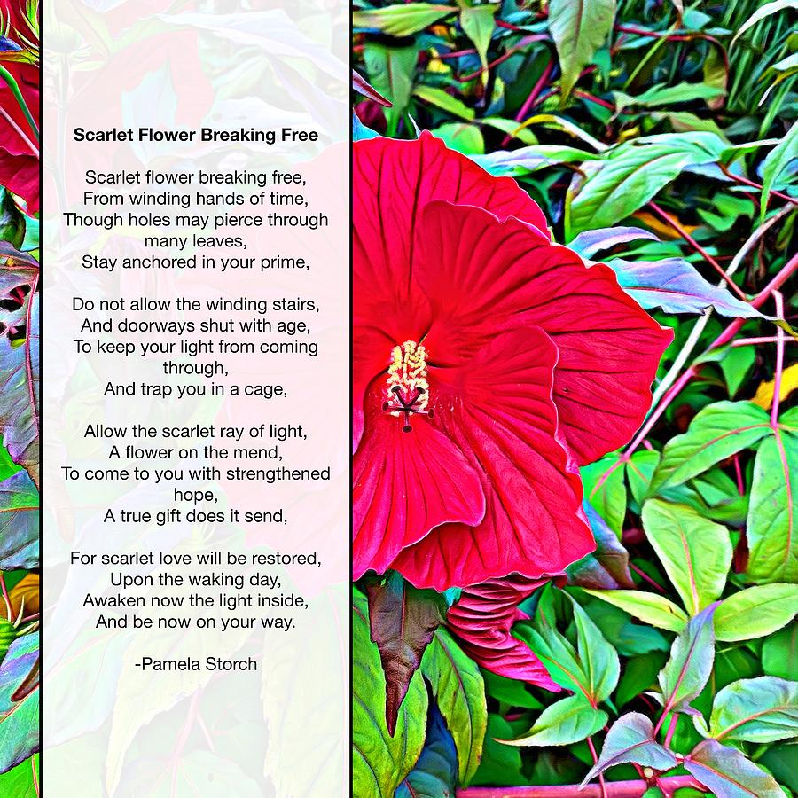 Scarlet Flower Breaking Free Poem Digital Art by Pamela Storch