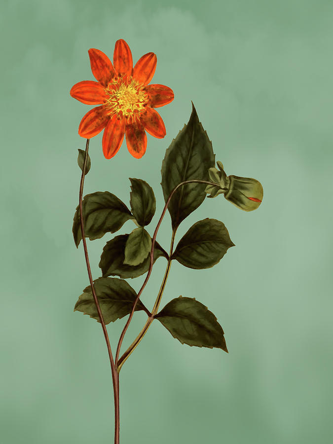 Scarlet Flowered Dahlia Flower on Misty Green With Dry Brush Effect Mixed Media by Movie Poster Prints