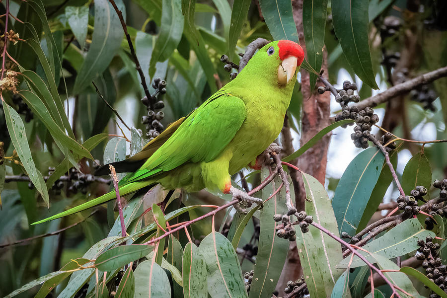 Scarlet Fronted Parakeet Yacuanquer Narino Colombia Photograph by Adam ...