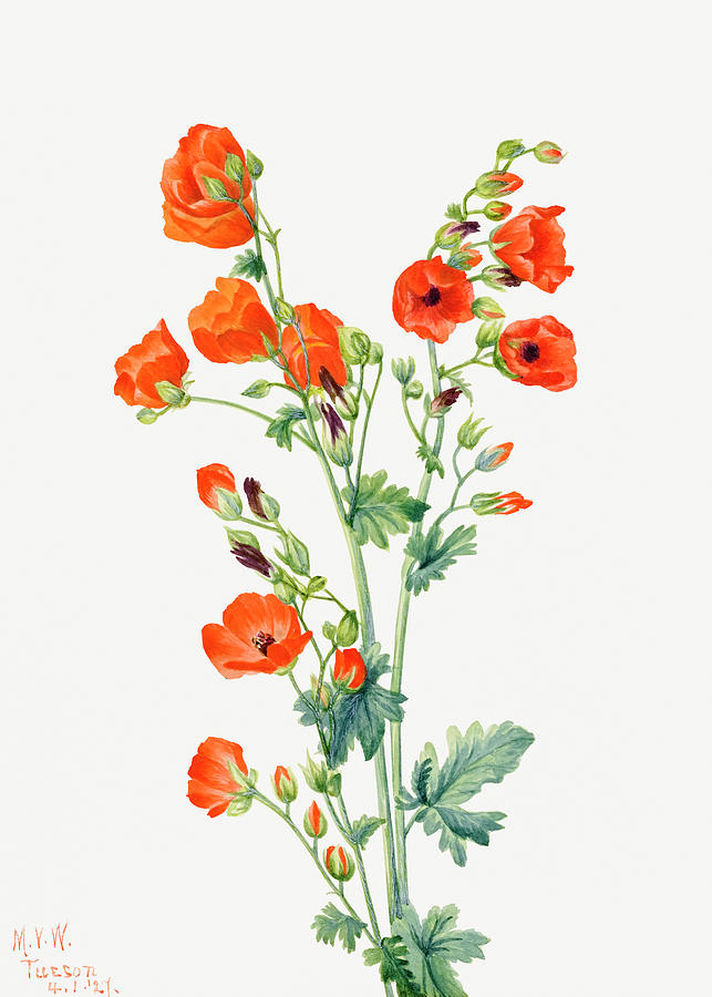 Scarlet Globe Mallow by Mary Vaux Walcott. Painting by World Art Collective