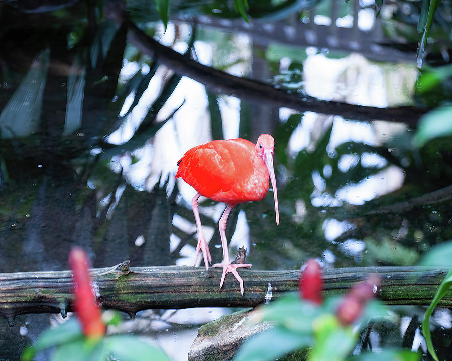 Scarlet Ibis 03 Photograph by Flees Photos