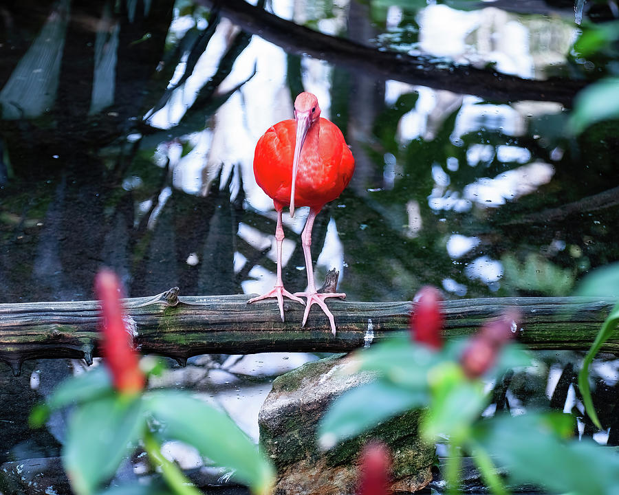 Scarlet Ibis 04 Photograph by Flees Photos