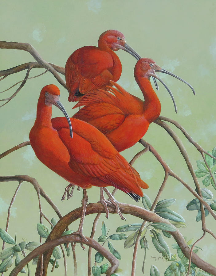 Scarlet Ibis Painting by Barry Kent MacKay