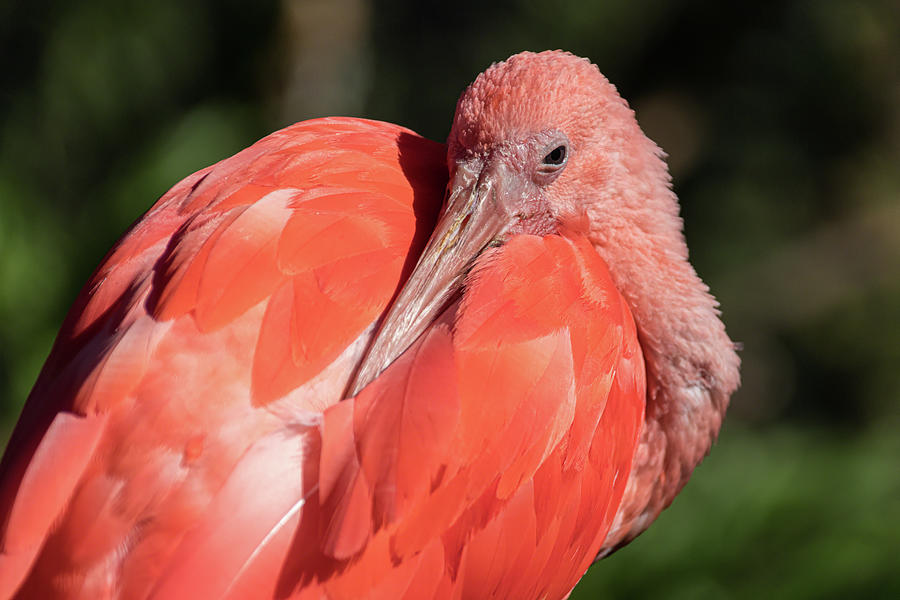 Scarlet Ibis Close-up Photograph by Dawn Currie