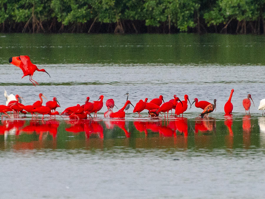 Scarlet Ibis Conference Photograph by Ally Ifill Fine Art America