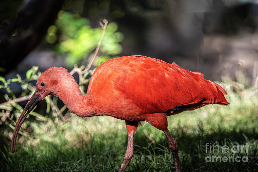 Scarlet Ibis Photograph by Daniel Hebard