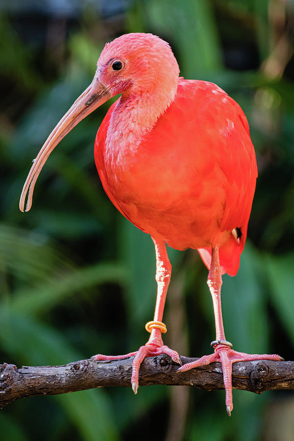 Scarlet Ibis Photograph by Dawn Currie