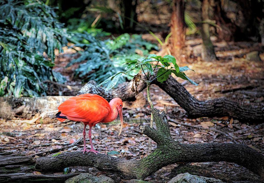 Scarlet Ibis Photograph by Deborah Penland