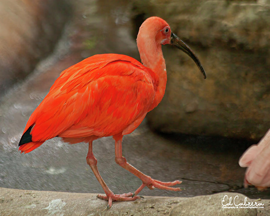 Scarlet Ibis Photograph by Edelberto Cabrera - Fine Art America