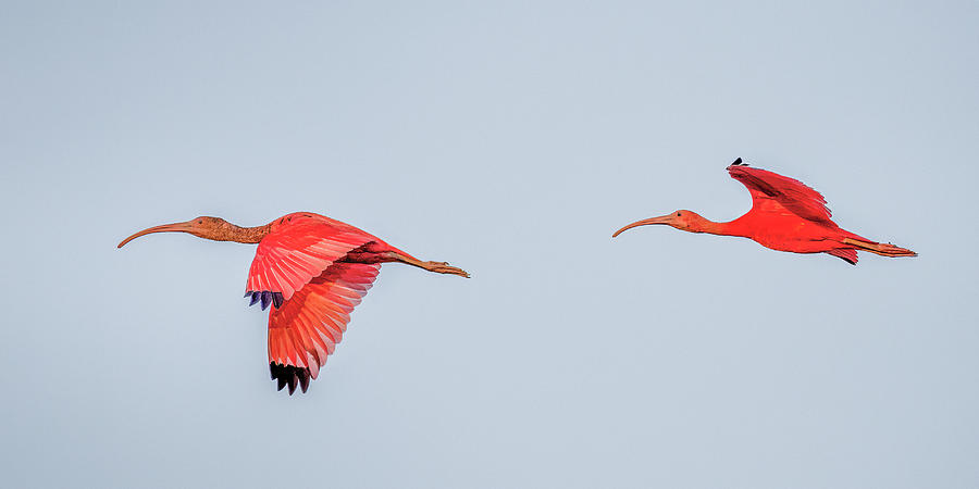 Scarlet Ibis Hato El Diamante San Luis Casanare Colombia Photograph by Adam Rainoff