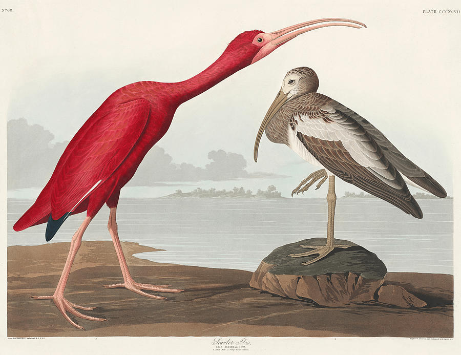Scarlet Ibis. John James Audubon  Mixed Media by World Art Collective
