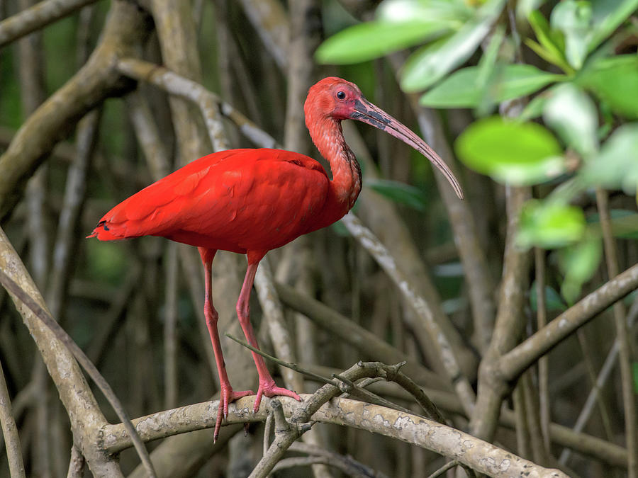 Scarlet Ibis Photograph by Rachel Lee Young