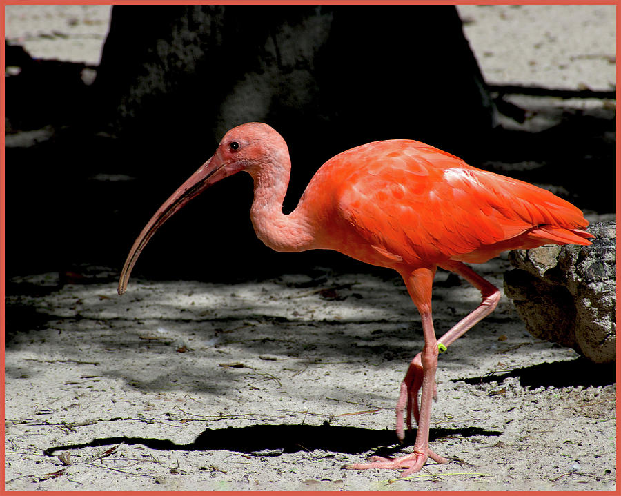 Scarlet Ibis Stroll Digital Art By Joe Sclafani - Fine Art America