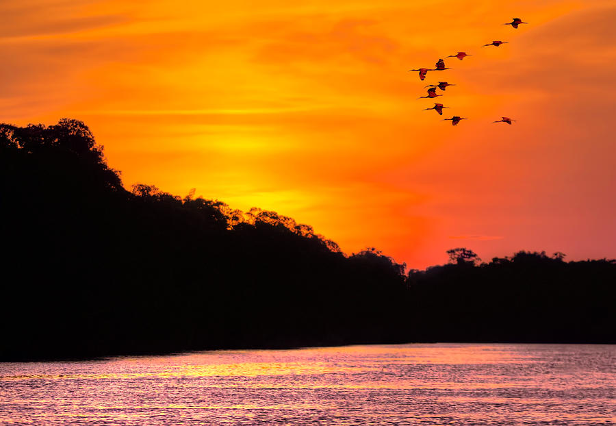 Scarlet Ibis Sunset Photograph by Nadia Sanowar