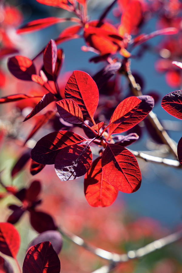 Scarlet in the Sun Photograph by David Beard - Fine Art America