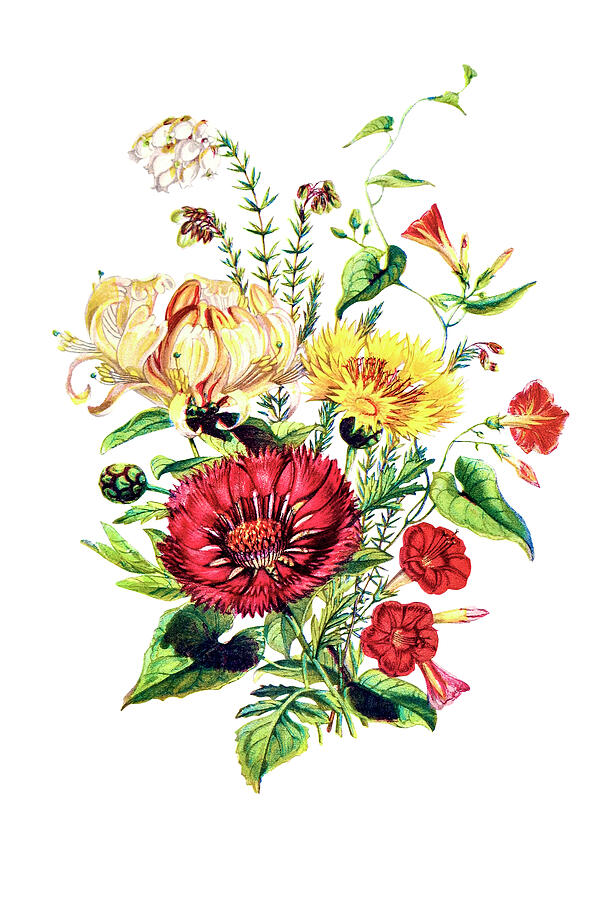 Scarlet Ipomoea, Honeysuckle, White Heath And Sweet Sulian Drawing