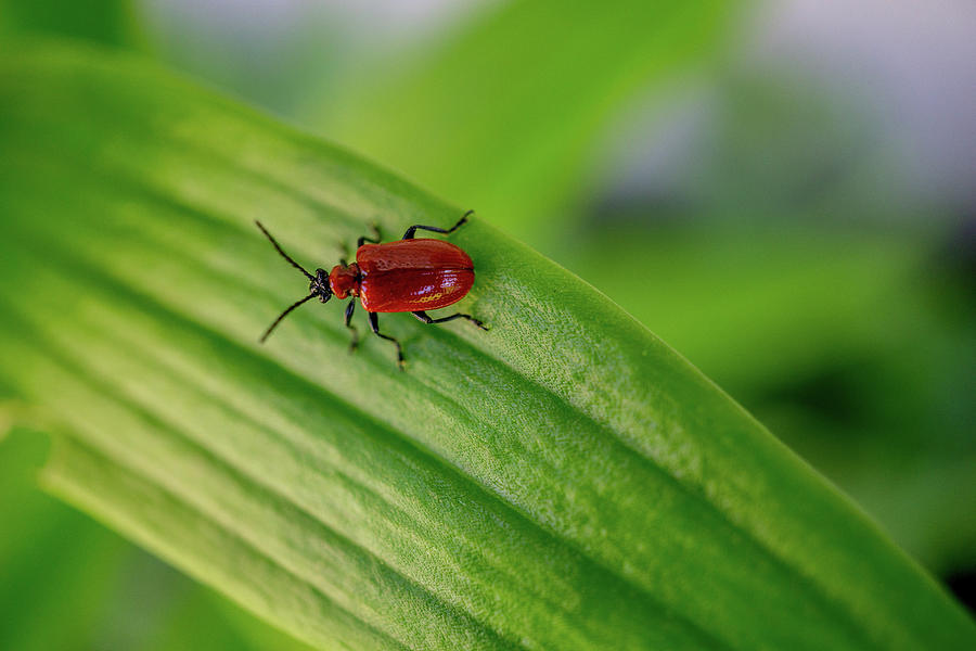 Scarlet Lily Beetle Photograph by Linda Howes