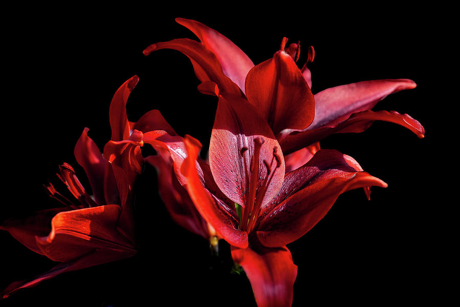 Scarlet Lily Photograph by David Patterson