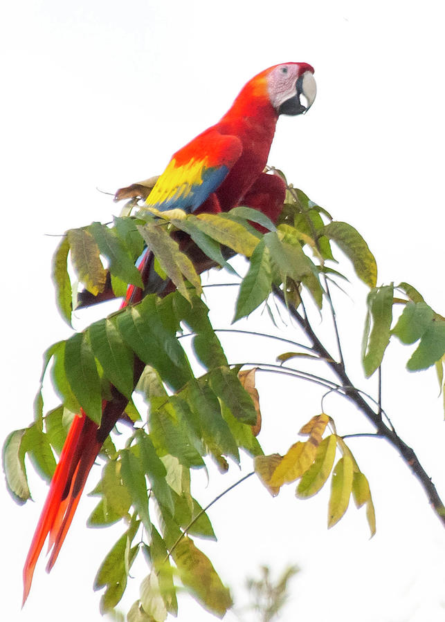 Scarlet Macaw #1 Photograph by Ken Stampfer