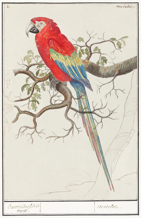 Scarlet Macaw Mixed Media by World Art Collective