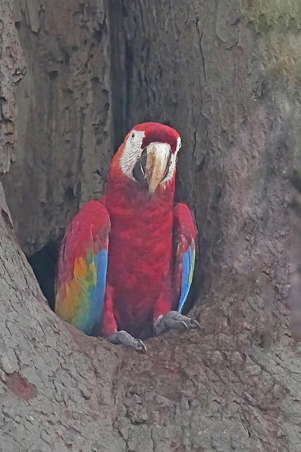 Scarlet Macaw at Nest Photograph by Alan Lenk