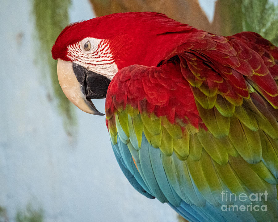 Scarlet Macaw at the Sarasota Jungle Gardens 2 Photograph by L Bosco