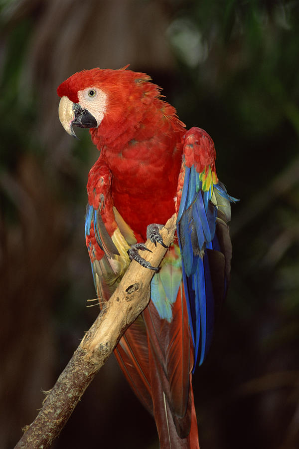 Scarlet macaw bird Photograph by Comstock Images