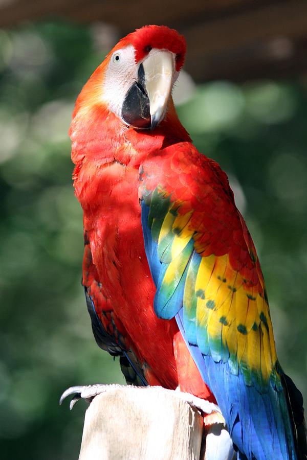 Scarlet Macaw Photograph by Brittney Powers - Fine Art America