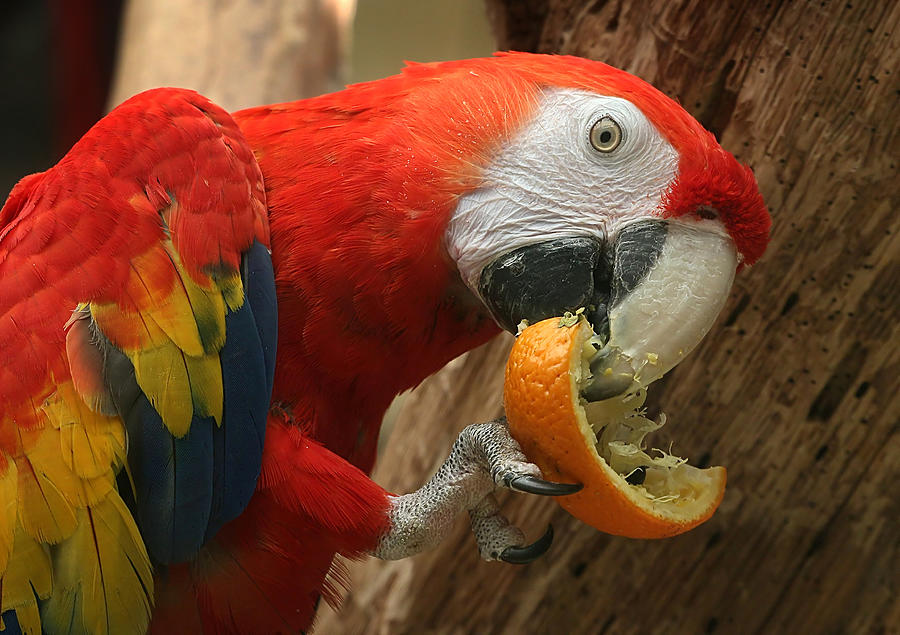 Scarlet Macaw Eating An Orange Photograph by Ger Bosma
