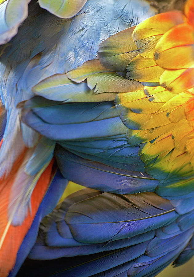 Macaw Photograph - Scarlet Macaw Feathers by Tim Fitzharris