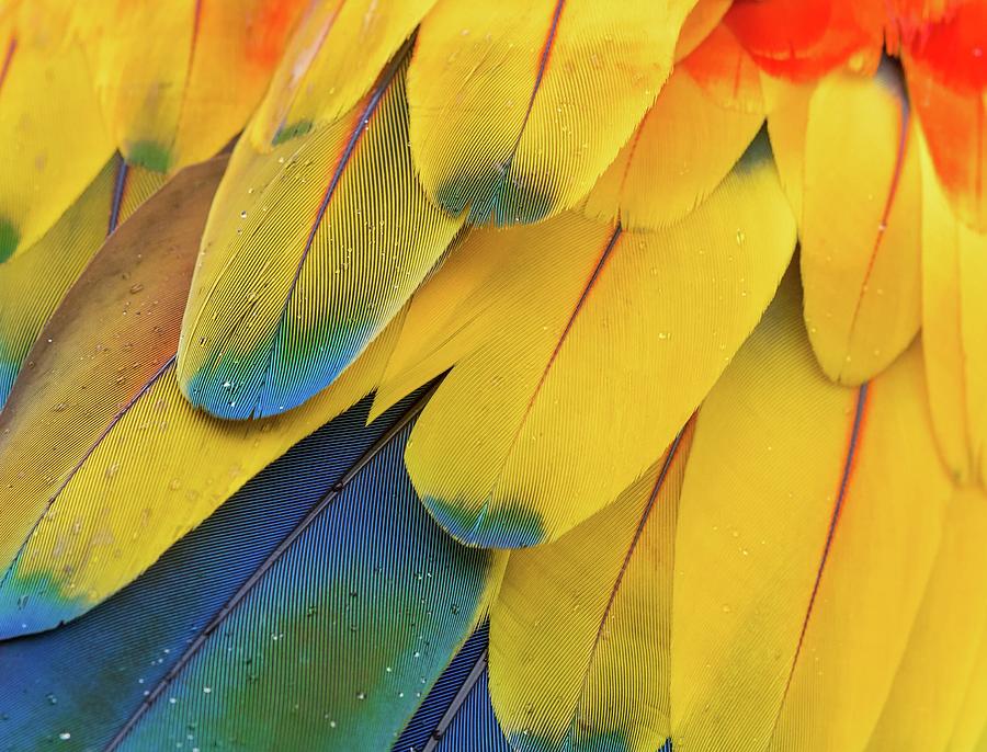 Clothing Photograph - scarlet macaw feathers - yellow blue and red birds of paradise flower - Costa Rica by Julien